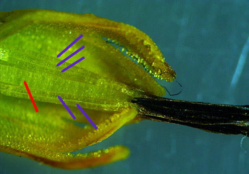 Wingstem - Verbesina alternifolia - floret disected, details